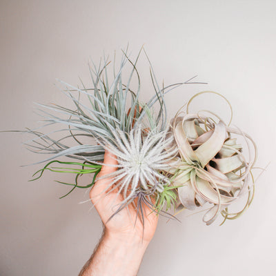 GENERAL AIR PLANT CARE GUIDE<p>What are Air Plants?