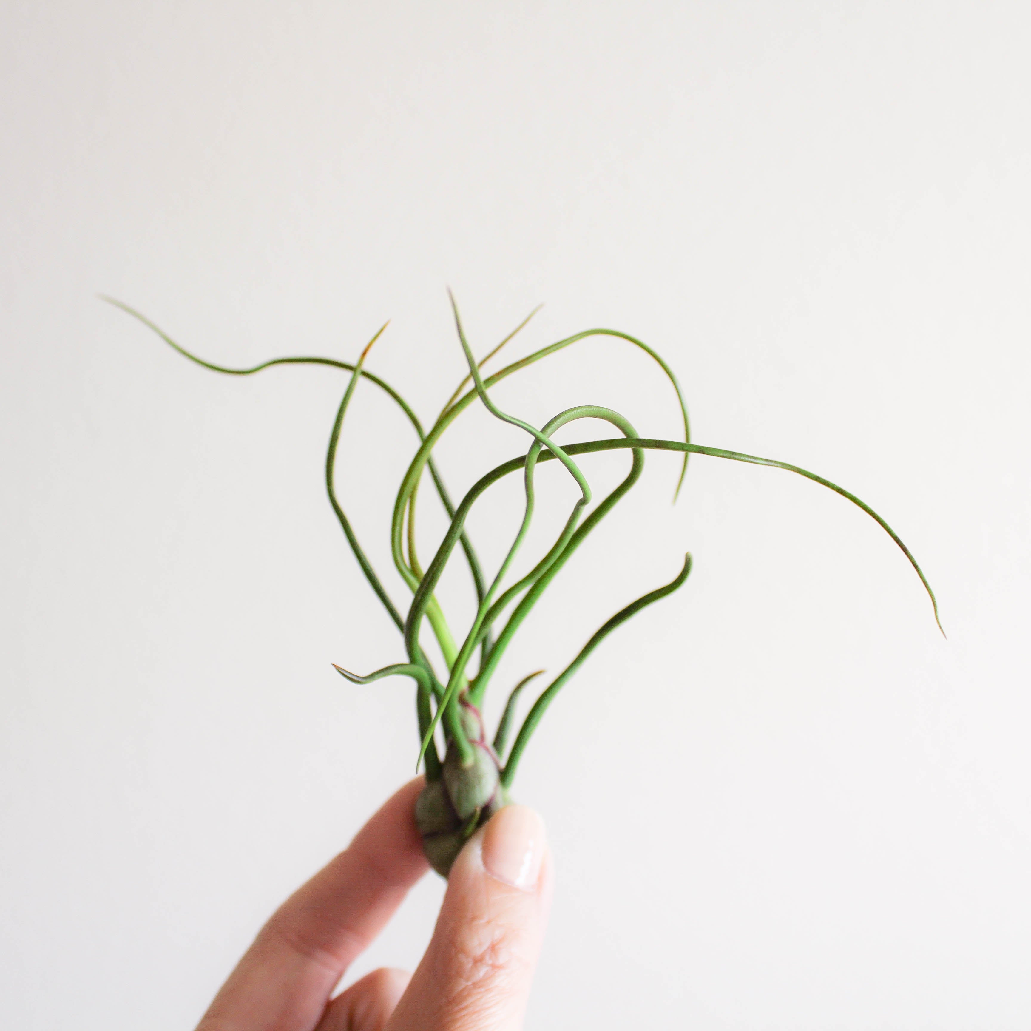 Tillandsia Bulbosa Air Plant  HEMLEVA