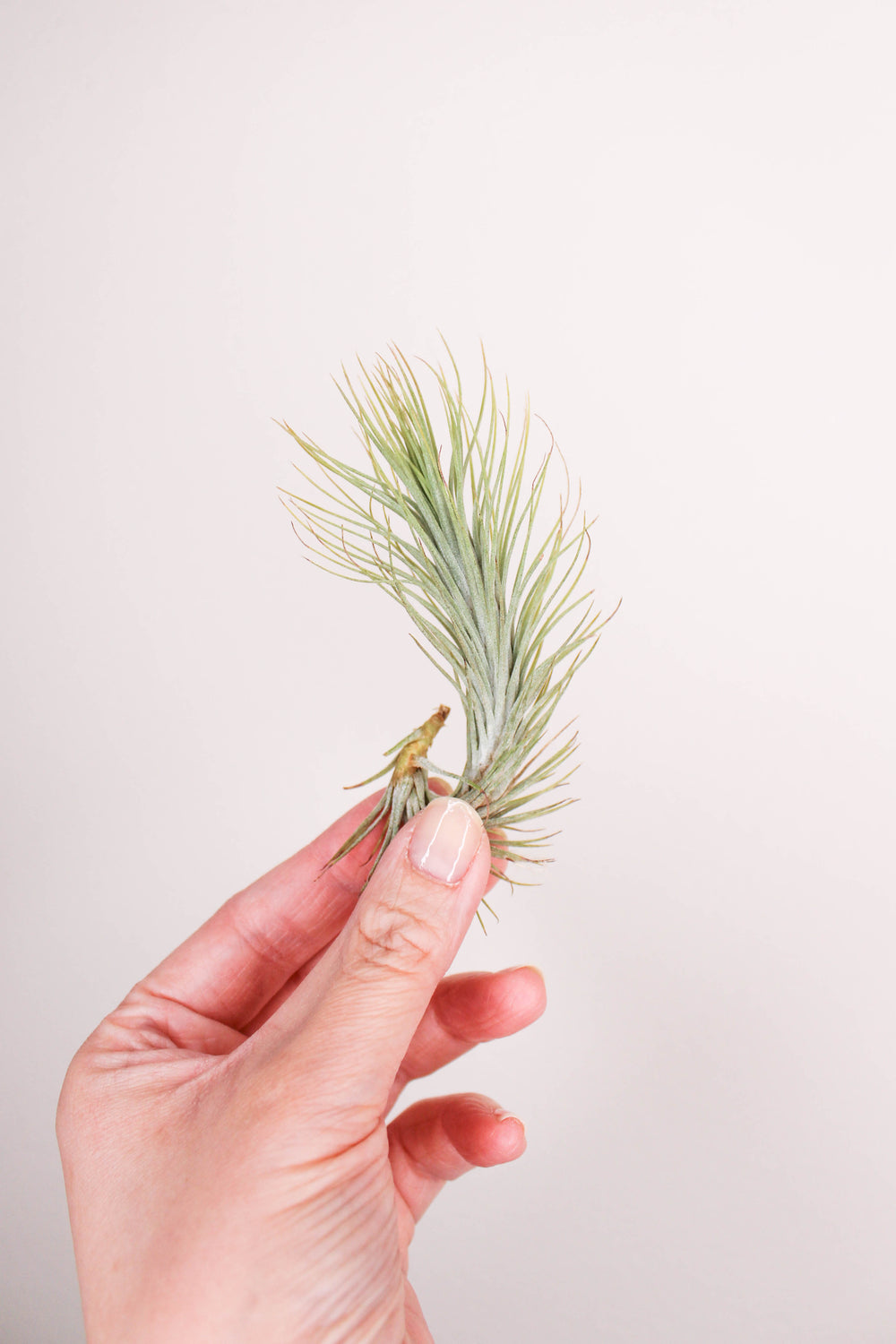 Tillandsia Funckiana Air Plant HEMLEVA