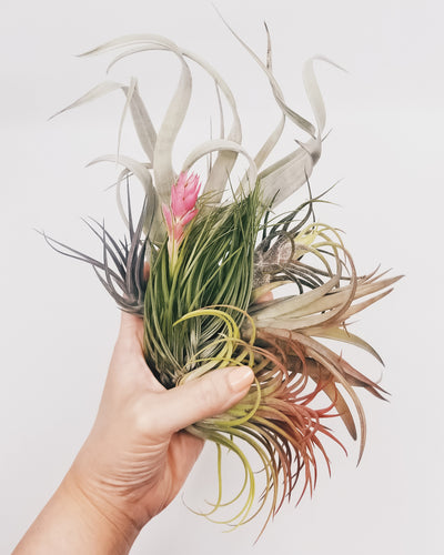 Air Plant Dating Profiles