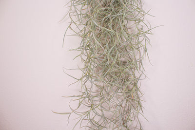 Tillandsia usneoides • Spanish Moss