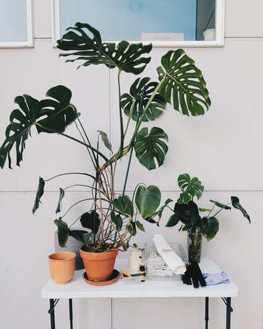 Plant Repotting Services • One day only • 10/4