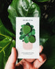 Pilea • The Friendship Plant Pins