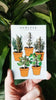 Culinary Herbs Pin Pack