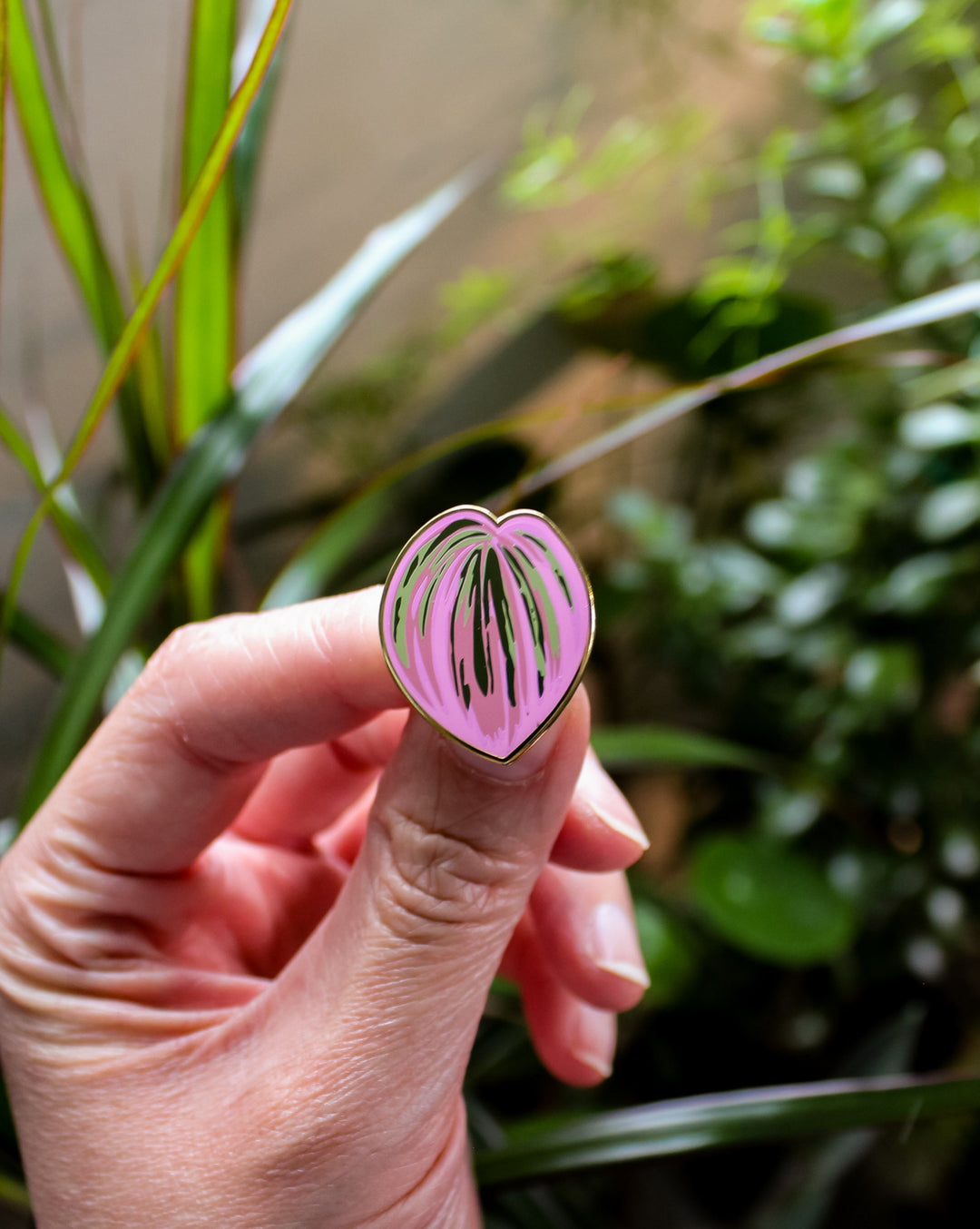 Tradescantia albiflora &