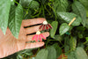 Echinacea Pins