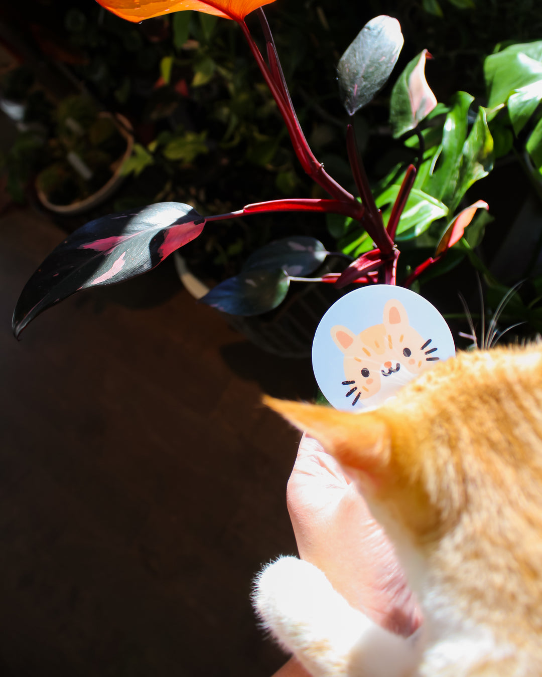 Kitties of HEMLEVA Stickers