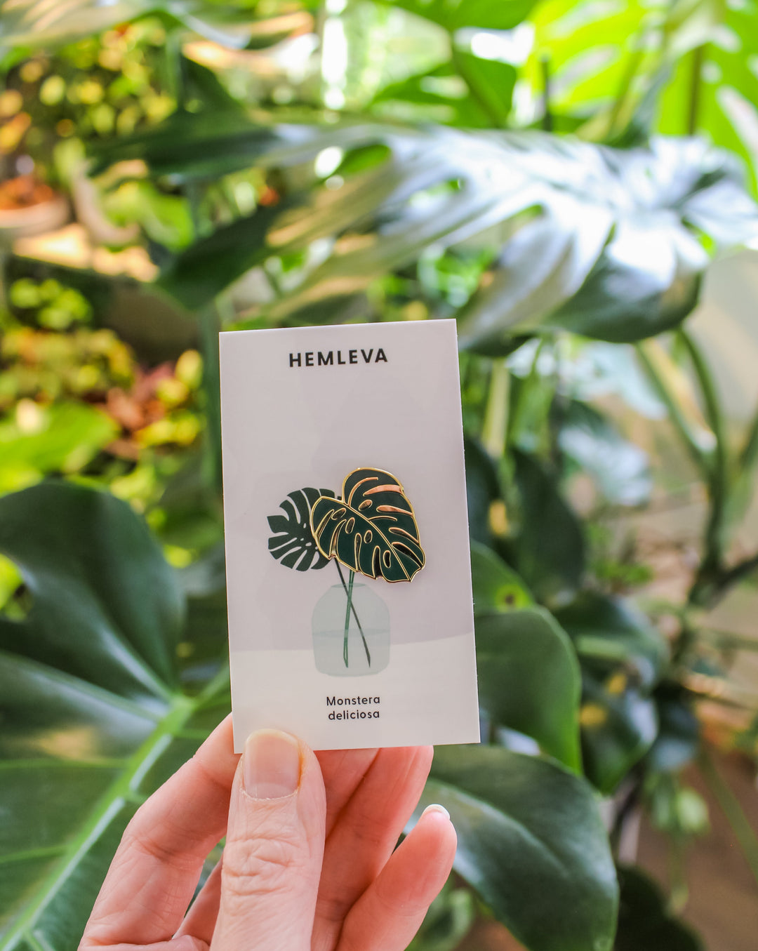 Monstera – HEMLEVA