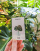 Monstera