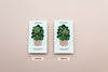 Pilea • The Friendship Plant Pins