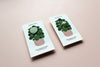 Pilea • The Friendship Plant Pins