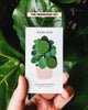 Pilea • The Friendship Plant Pins