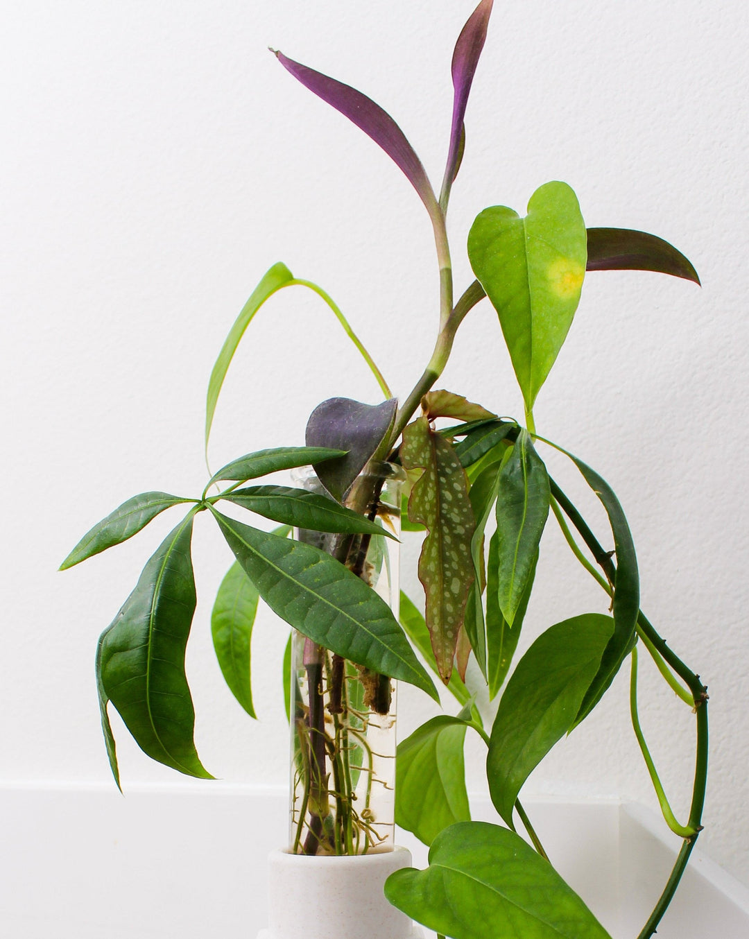 Plant Propagation Stands • Glass Vial Only