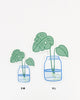 Monstera Propagation • Sticker