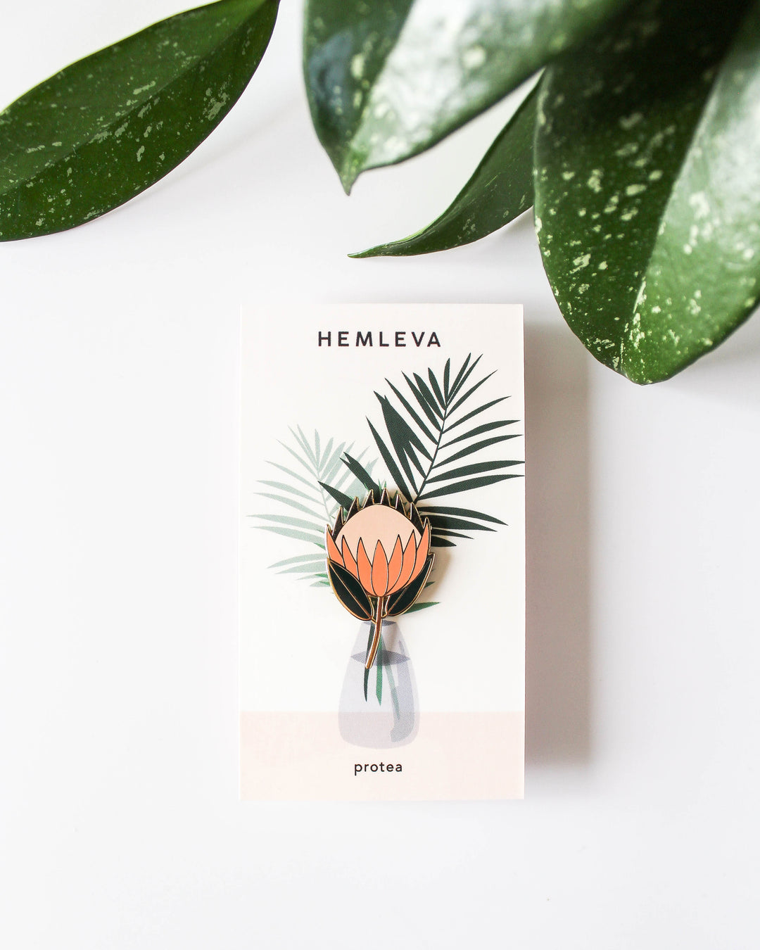 Protea