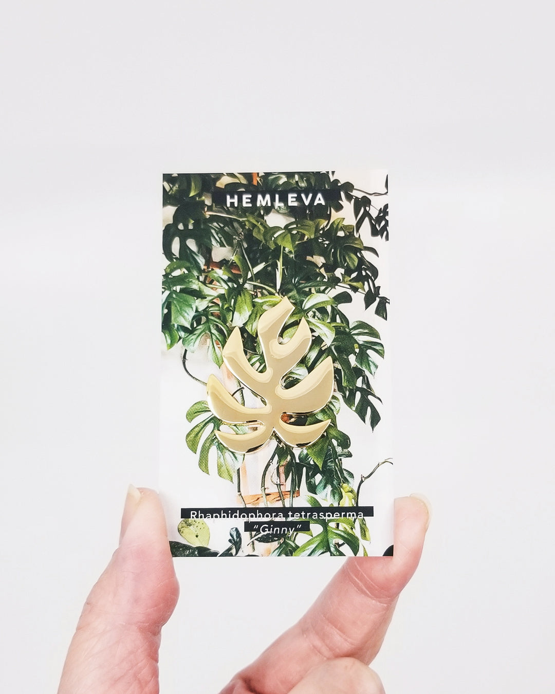 Rhaphidophora tetrasperma • Monstera "Ginny"